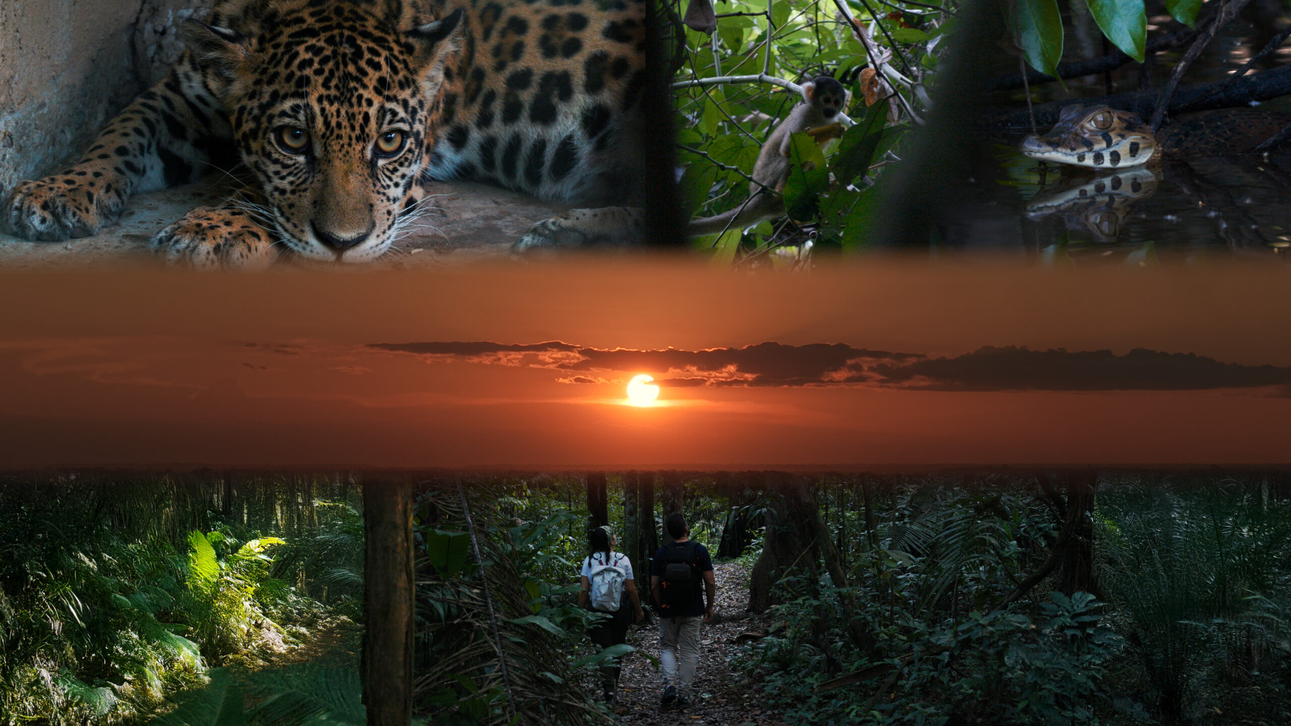 Amazon Planet x Taricaya